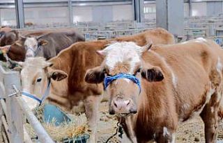 Doğu Anadolu Canlı Hayvan Pazarı’nda hareketlilik...