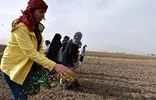 Doğubayazıtlı kadınlar toprağa hayat verdi