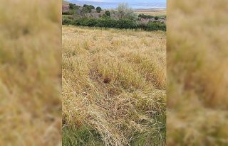 Dolu, ekili alanları vurdu