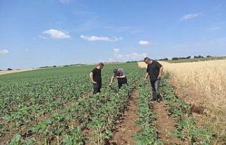 Dolu yağışından 11 köyde 16 bin dekar tarım...