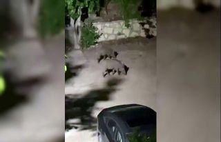 Domuz sürüsü yerleşim alanına indi