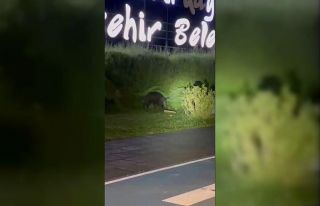 Domuzlar şehre indi