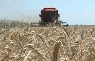 Edirne’de buğday hasadı başladı, ilk hasat yapıldı