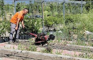 Edremit Belediyesi’nin ata tohumu projesi büyüyor