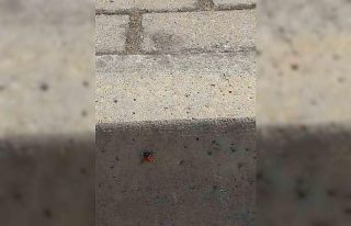 Efeler’de şehir merkezinde zehirli uğur böceği...