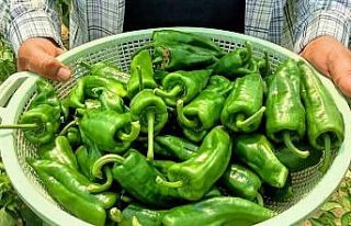 Ege’nin İsot’unda hasat başladı