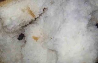 Ekmeğin içerisinden böcek çıktı