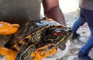 EKODOSD’tan “istilacı tür” uyarısı