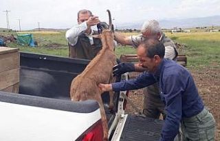 Elazığ’da bitkin halde bulunan dağ keçisi koruma...