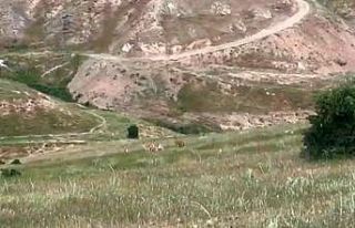 Elazığ’da dağ keçileri şehir merkezine indi