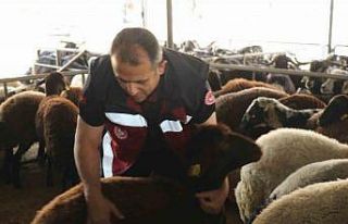 Elazığ’da Hayvan satış yerleri denetlendi