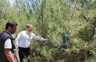 Elazığ’da kızılçam ormanlarında sıklık bakım...