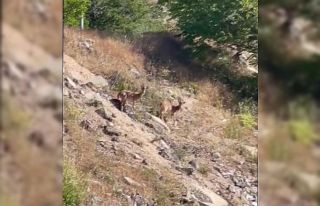 Elazığ’da nesli tükenme tehlikesi altında olan...