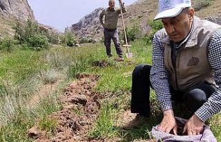 Elazığ’da salep soğanı toplayan 13 kişiye 1...