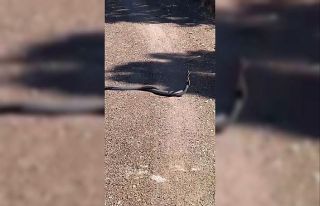 Elazığ’da yılanların dansı cep telefonu kamerasına...