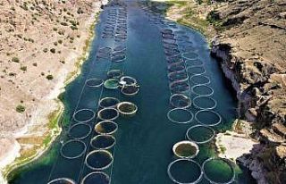 Elazığ’dan dünyaya Türk somonu: İhracat yüzde...