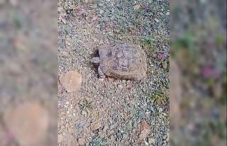 Elazığlı vatandaşın ’kaplumbağa’ ile sohbeti...