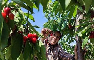 Enez’de üretilen kirazlar Avrupa’nın 5 ülkesine...