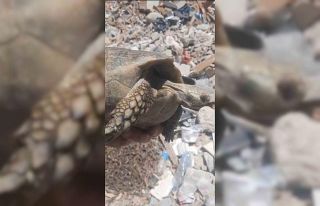 Enkazda olan kaplumbağa kurtarıldı