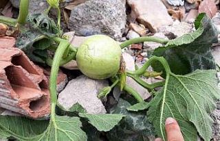 Enkazlarda yeşeren bitkiler umuda büyüyor