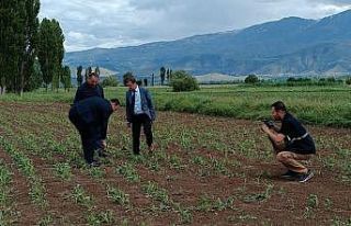 Erzincan’da 2 bin dönüm ekili araziyi dolu vurdu