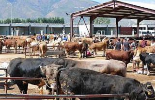 Erzincan’da kurban hareketliliği hız aldı