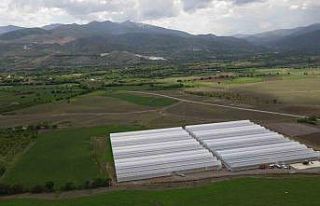 Erzincan’da seracılık sektörü, yeni kurulan...