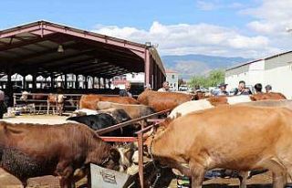 Erzincan’da vatandaşlar kurbanlık almak için...