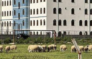 Eski futbol sahası koyunların otlama yeri oldu