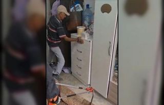 Eve giren yılan itfaiye ekiplerince yakalandı