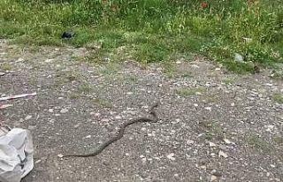 Evin bahçesine giren yılan korku dolu anlar yaşattı