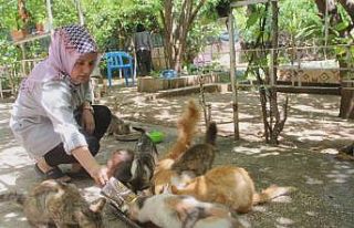 Evini sokak kedilerine açtı, sokak hayvanlarının...