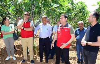 Fethiye’de incir üreticilerine uygulamalı eğitim