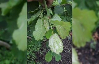 Fındık üreticilerine külleme hastalığı uyarısı