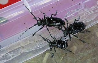 Fındıkta ’Drakula’ ile mücadelede bu yıl da...