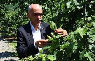 Fındıkta rekolte polemiği