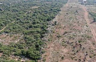 Firari keçiler drone ile bulundu