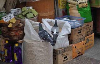 Fırsattan istifade eden güvercinler karınlarını...