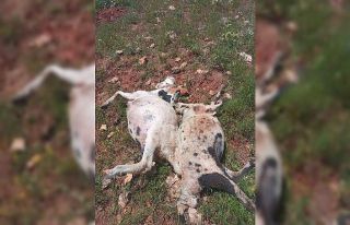 Fırtına ve yağmur 10 koyun telef etti