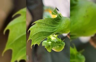 Gal arısıyla mücadele devam ediyor