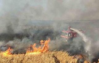 Gaziantep’te 7 bin dönüm buğday tarlası yandı