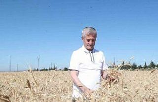 Gaziantep’te hasat sevinci