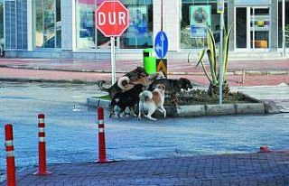 Gazipaşa’da vatandaşlar başıboş köpeklerden...