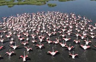 Gediz Deltası’nda allı turnalardan görsel şölen