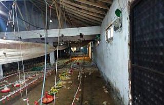 Gediz’de aşırı yağış tavuk çiftliğini vurdu