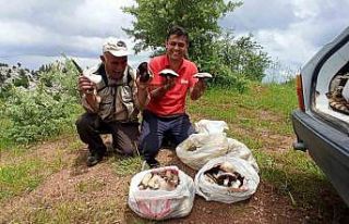Giden Gelmez Dağlarında "Mor Mantar" toplama...