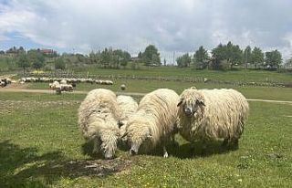 Giresun yaylaları koyun-kuzu sesleriyle şenlendi