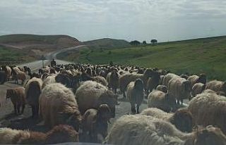 Göçerlerin zorlu yayla yolculuğu devam ediyor