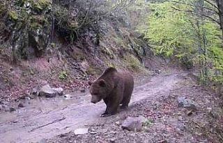 Gönen’de iki ayrı fotokapana yakalanan ayılar...
