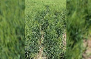 Günyüzü’nde domuzlar ekine zarar verdi